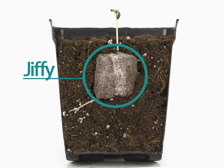 Cuál es la mejor forma de germinar semillas de marihuana? — Delaferia Chile